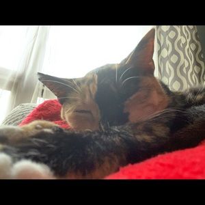 Meet your Posher, Mackenzie